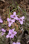 THYSANOTUS MANGLESIANUS