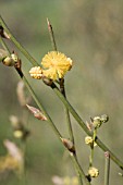 ACACIA TETRAGONOCARPA