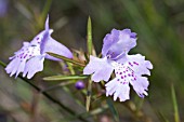 HEMIANDRA PUNGENS