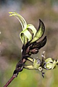 WESTERN AUSTRALIAS MACROPIDIA FULIGINOSA NATIVE HERB, KNOWN AS THE BLACK KANGAROO PAW