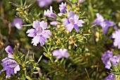 HEMIANDRA PUNGENS