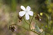 FLOWER OF THE NATIVE WESTERN AUSTRALIAN CARNIVEROUS VINE, DROSERA MACRANTHA