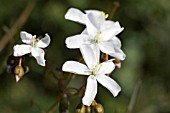 FLOWER OF THE NATIVE WESTERN AUSTRALIAN CARNIVEROUS VINE, DROSERA MACRANTHA