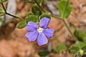 NATIVE WESTERN AUSTRALIAN SCAEVOLA CALLIPTERA