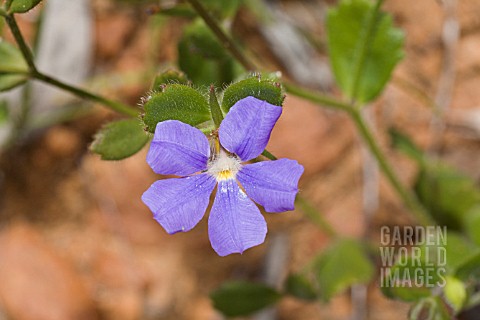 NATIVE_WESTERN_AUSTRALIAN_SCAEVOLA_CALLIPTERA