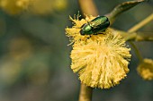 STIGMODERA GENRE JEWEL BEETLE ON A  ACACIA SALIGNA FLOWER