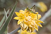 TETTIGONIDAE BUSH CRICKET ON A CONOSTYLIS FLOWER