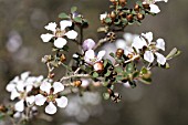 LEPTOSPERMUM ERUBESCENS