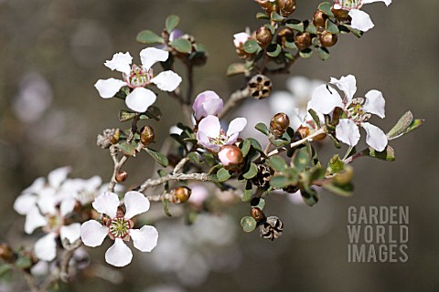 LEPTOSPERMUM_ERUBESCENS