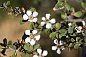 LEPTOSPERMUM ERUBESCENS