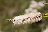 MELALEUCA HUEGELLI