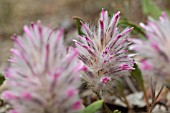 AUSTRALIAN NATIVE GROUND COVER, PTILOTUS MANGLESII