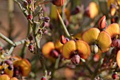 DAVIESIA HORRIDA IN FLOWER