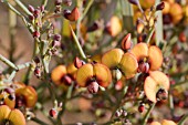 DAVIESIA HORRIDA IN FLOWER