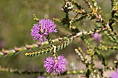 REGELIA CILIATA IN FLOWER