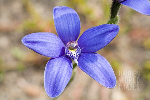 WESTERN_AUSTRALIAN_BLUE_CHINA_CYANICULA_GEMMATA_NATIVE_ORCHID