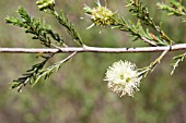 KUNZEA GLABRESCENS