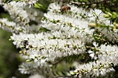 MASS BLOOMS OF THE NATIVE WESTERN AUSTRALIAN TREE, MELALEUCA PREISSIANA