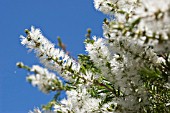 NATIVE WESTERN AUSTRALIAN MELALEUCA PREISSIANA