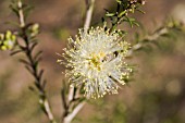 MELALEUCA SYSTENA FLOWER BALL