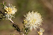 MELALEUCA SYSTENA FLOWER BALL