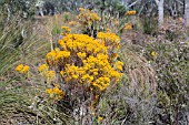 BRIGHT ORANGE VERTICORDIA NITANS FLOWERS STAND OUT IN THE WESTERN AUSTRALIAN BUSH AT CHRISTMAS TIME