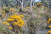 BRIGHT ORANGE VERTICORDIA NITANS FLOWERING IN THE WESTERN AUSTRALIAN BUSH DURING EARLY SUMMER (DECEMBER)