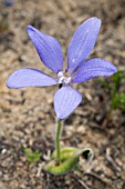 WESTERN AUSTRALIAN CYANICULA GEMMATA (BLUE CHINA) ORCHID