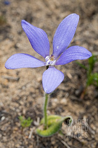 WESTERN_AUSTRALIAN_CYANICULA_GEMMATA_BLUE_CHINA_ORCHID