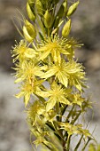 CALYTRIX FLAVESCENS