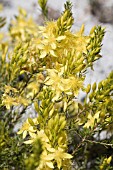 CALYTRIX FLAVESCENS