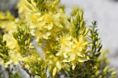 CALYTRIX FLAVESCENS