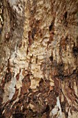 EUCALYPTUS TREE TRUNK & BARK