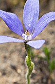 WESTERN AUSTRALIAN BLUE CHINA (CYANICULA GEMMATA) NATIVE ORCHID