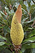 DEVELOPING FLOWER SPIKE OF THE NATIVE WESTERN AUSTRALIAN BANKSIA MEDIA