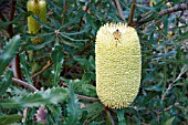 BANKSIA MEDIA FLOWER SPIKE APPROACHING FULL ANTHESIS