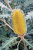 BANKSIA ASHBYI FLOWER SPIKE