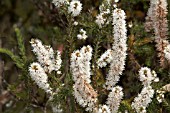 AUSTRALIA HAKEA COSTATA IN FLOWER