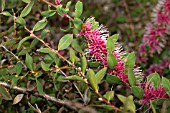 BURRENDONG BEAUTY, A HYBRID AUSTRALIAN HAKEA