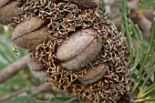 FOLLICLES CONTAINING SEEDS ON A  BANKSIA ATTENUATA FRUITING FLOWER SPIKE