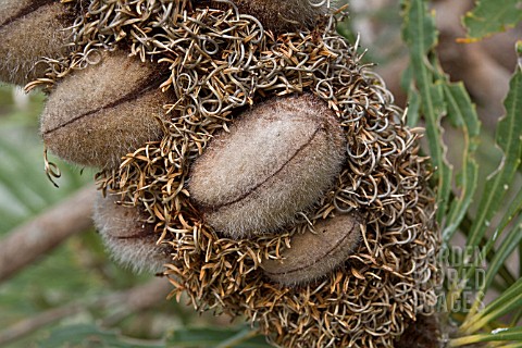 FOLLICLES_CONTAINING_SEEDS_ON_A__BANKSIA_ATTENUATA_FRUITING_FLOWER_SPIKE
