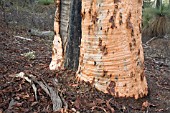 EUCALYPTUS WANDOO TREE TRUNK BASE