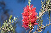 AUSTRALIAN BOTTLEBRUSH (MELALEUCA) FLOWER SPIKE