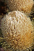 AUSTRALIAN BANKSIA FLOWER CONE DETAIL