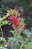 GREVILLEA BIPINNATIFIDA FLOWER RACEME