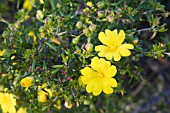 HIBBERTIA HYPERICOIDES IN FLOWER