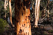 WESTERN AUSTRALIAN EUCALYPTUS WANDOO TREE