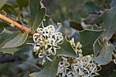 HAKEA PROSTRATA