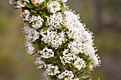 AUSTRALIAN SHRUB, HAKEA RUSCIFOLIA