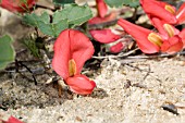 NATIVE WESTERN AUSTRALIAN GROUND COVER OR CREEPER, KENNEDIA PROSTRATA. KNOWN LOCALLY AS THE RUNNING POSTMAN